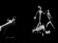 Lo más llamativo del conjunto de pinturas rupestres de las Lomas de Abril (de hace 7.000-5.000 años) quizá sea el tamaño de los antropomorfos, mucho mayores que cualquiera de los existentes en los abrigos del Parque. La figura yacente (motivo 1) representaría una persona tumbada, lo que se concluye de que tenga las extremidades inferiores flexionadas. Resulta muy aguda la observación relativa al objeto de forma triangular que la figura principal (motivo 2) porta en su mano derecha, que parece encajar en el hueco del tocado de la figura horizontal.