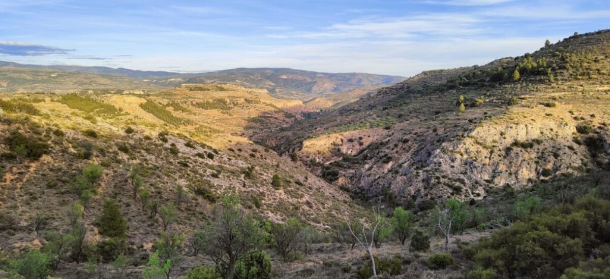 camino-del-oro-verde6
