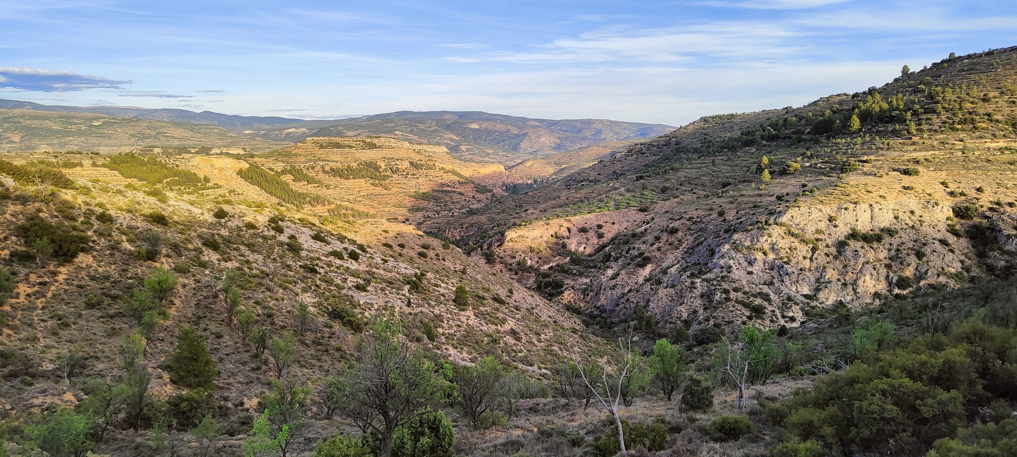 camino-del-oro-verde6
